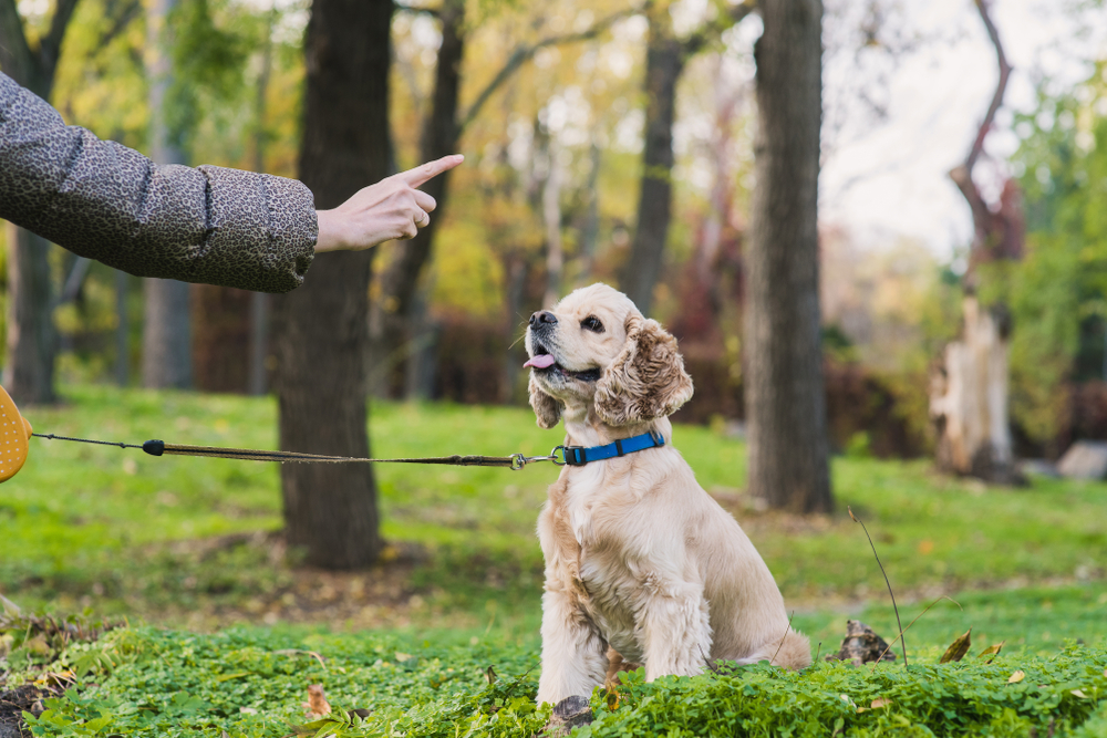 Dog Training Process